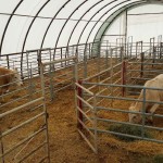 Beef Cattle Barn | Cattle Shed | Improved Animal Comfort