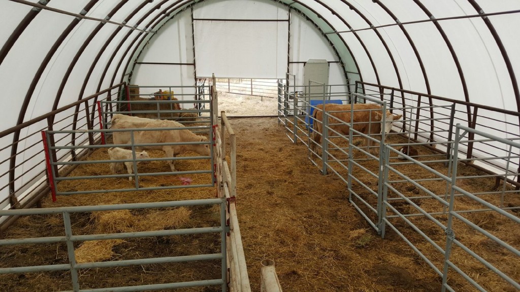 cattle handling 2 30x65 - Fabric Buildings | Portable Buildings ...