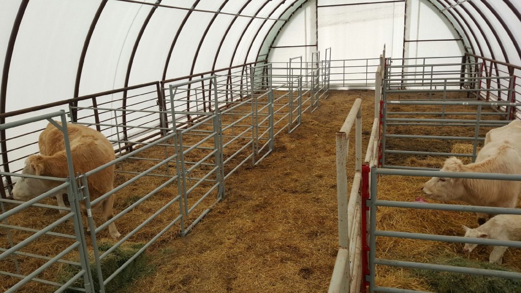 cattle handling 3 30x65 - Fabric Buildings | Portable Buildings ...