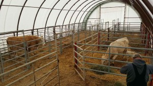 Cattle Handling Barn